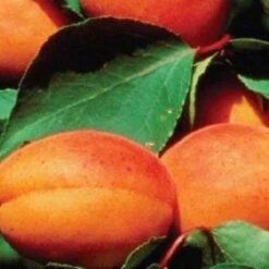 'Alfred' Apricot Tree -Plant Seeds Store FRU0514 3