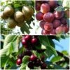 Mini Orchard Collection | Cherry, Pear & Plum Trees -Plant Seeds Store FRUCOL1 1