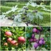 3 Super Easy To Grow Fruit Trees | Apple, Fig & Plum 1 3 Super Easy To Grow Fruit Trees | Apple, Fig & Plum -Plant Seeds Store FRUCOL10 1