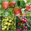 The 3 Top Performing Fruit Trees To Grow In The UK | Apple, Pear & Plum 1 The 3 Top Performing Fruit Trees To Grow In The UK | Apple, Pear & Plum -Plant Seeds Store FRUCOL11 1