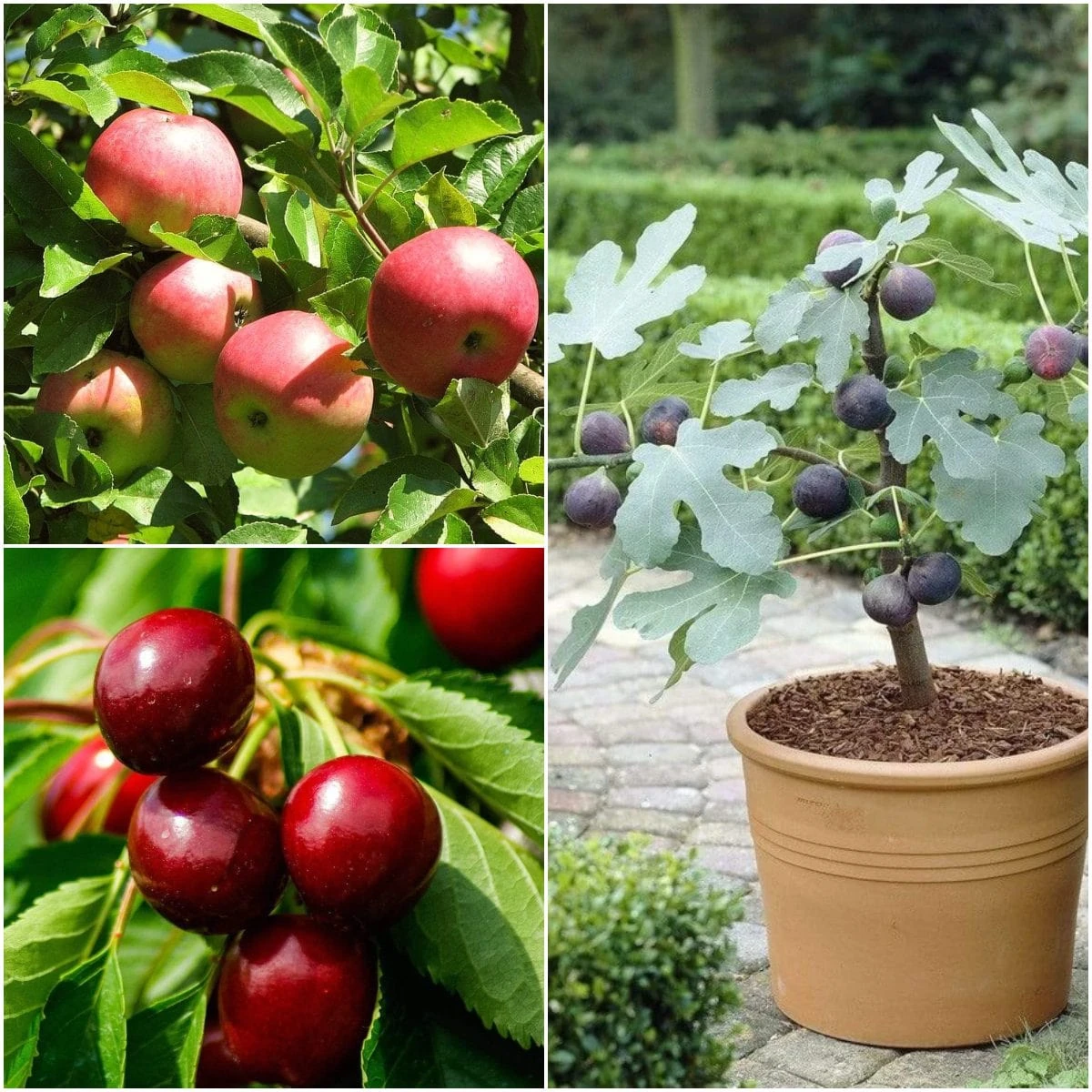 The 3 Best Fruit Trees For Small Gardens | Apple, Cherry & Fig 3 The 3 Best Fruit Trees For Small Gardens | Apple, Cherry & Fig