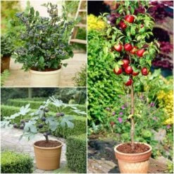 Plant Seeds Store 3 The 3 Best Fruits To Grow In Pots | Nectarine, Fig & Blueberry