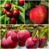 Mini Orchard Collection | Apple, Cherry & Plum 2 Mini Orchard Collection | Apple, Cherry & Plum -Plant Seeds Store FRUCOL2 1