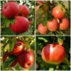 Endless Apples Collection | Scrumptious, Braeburn Hillwell, James Grieve & Red Windsor 2 Endless Apples Collection | Scrumptious, Braeburn Hillwell, James Grieve & Red Windsor -Plant Seeds Store FRUCOL3 1