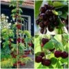 Cross-Pollinating Cherry Collection | Kordia, Merchant & Regina 1 Cross-Pollinating Cherry Collection | Kordia, Merchant & Regina -Plant Seeds Store FRUCOL4 1