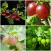 Complete Gooseberry Collection | Red, White & Green -Plant Seeds Store FRUCOL6 1