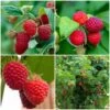 Award Winning Raspberry Canes | Growers' Choice -Plant Seeds Store FRUCOL7 1