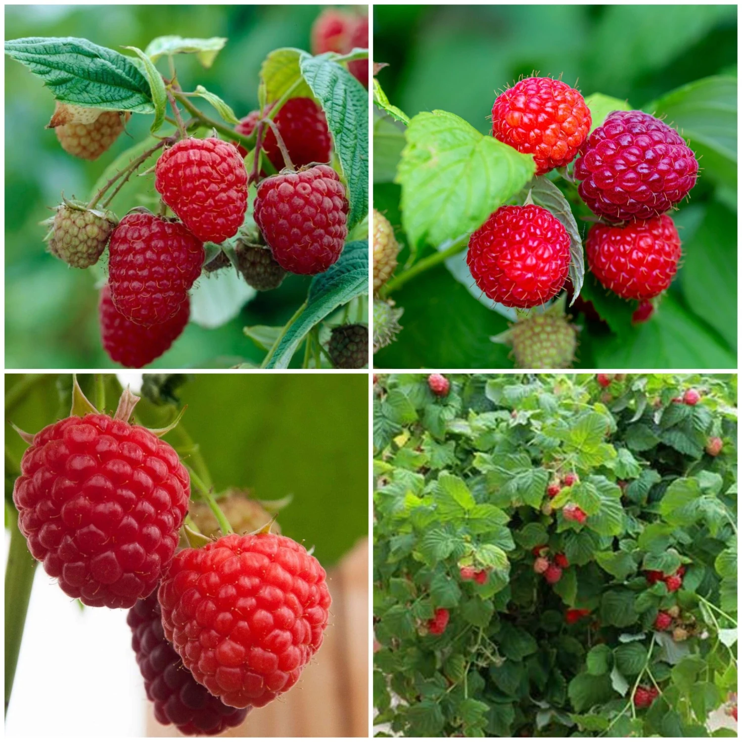 Award Winning Raspberry Canes | Growers' Choice 3 Award Winning Raspberry Canes | Growers' Choice