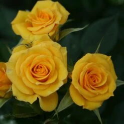 'Flower Power Gold' Patio Shrub Rose