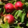 'Fortune' Apple Tree 2 'Fortune' Apple Tree -Plant Seeds Store Fortune 1