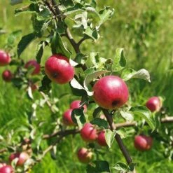 'Fortune' Apple Tree -Plant Seeds Store Fortune 2