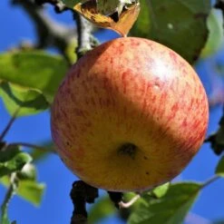 'Fortune' Apple Tree -Plant Seeds Store Fortune 3