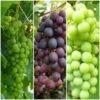 Full Season Grape Vines Collection 2 Full Season Grape Vines Collection -Plant Seeds Store FullSeasonGrapes ba003ba1 628c 46a1 8168 b6e690c30510