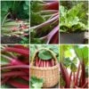 Full Season Rhubarb Collection 1 Full Season Rhubarb Collection -Plant Seeds Store FullSeasonRhubarb e9b1ded6 987b 48b1 a38e f4cd44653105