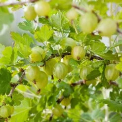 Complete Gooseberry Collection | Red, White & Green -Plant Seeds Store Hinnonmaki green 6a0d7949 9e61 4ece b6f0 99bde4faad18