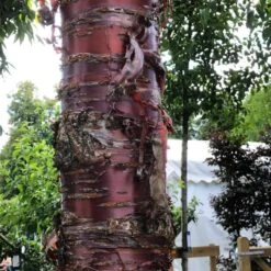 Single Stem Tibetan Cherry Tree | Prunus Serrula 10 Single Stem Tibetan Cherry Tree | Prunus Serrula -Plant Seeds Store IMG 2542 1