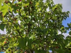 Wellington Mulberry Tree -Plant Seeds Store IMG 20200726 121446 da11f8cc d7c8 4425 9530 7d1ecbdfd62c