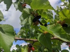 Wellington Mulberry Tree -Plant Seeds Store IMG 20200726 121520 33ff5ddb 8c72 4d41 a277 d4bea2b49e62