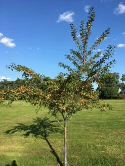 Mirabelle De Nancy Plum Tree 18 Mirabelle De Nancy Plum Tree -Plant Seeds Store IMG 4716