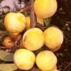 'Imperial Gage' Plum Tree -Plant Seeds Store Imperial 1