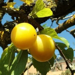 'Imperial Gage' Plum Tree 8 'Imperial Gage' Plum Tree -Plant Seeds Store Imperial 2