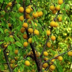 'Imperial Gage' Plum Tree 9 'Imperial Gage' Plum Tree -Plant Seeds Store Imperial 3
