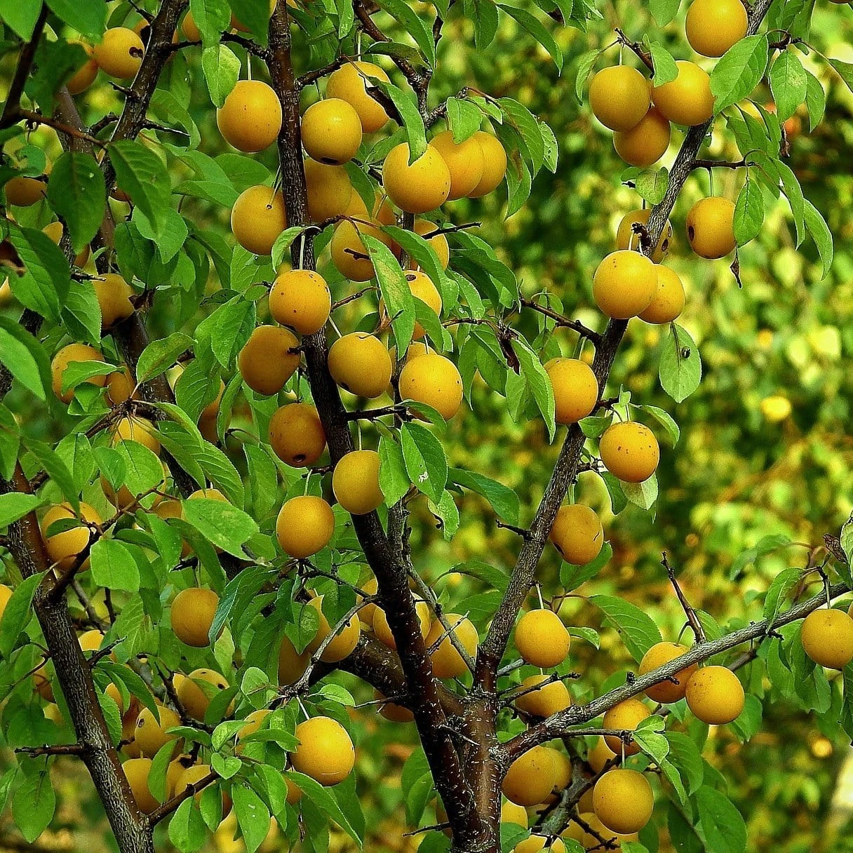 'Imperial Gage' Plum Tree 6 'Imperial Gage' Plum Tree - Image 4