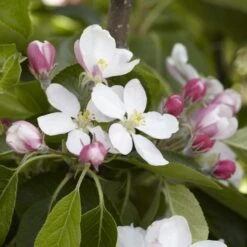 James Grieve Apple Tree | Dwarf Rootstock -Plant Seeds Store JamesGrieveappleblossom