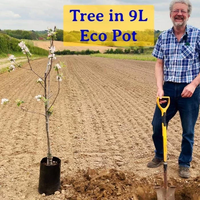 Repsime Mulberry Tree 8 Repsime Mulberry Tree - Image 6