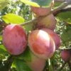 Jubilee Plum Tree -Plant Seeds Store Jubilee 1