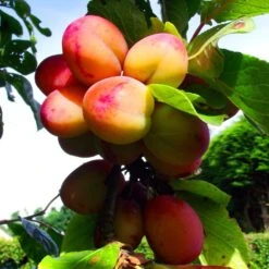 Jubilee Plum Tree 7 Jubilee Plum Tree -Plant Seeds Store Jubilee 2