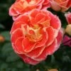 'Airbrush' Floribunda Rose -Plant Seeds Store KORgetcali Airbrush 898818cd a684 451b abe5 5c4e86dff508