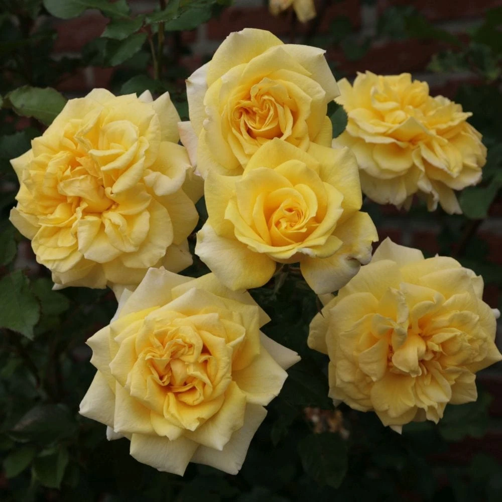 'Abbeyfield Gold' Hybrid Tea Rose 3 'Abbeyfield Gold' Hybrid Tea Rose