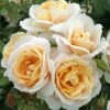 'Champagne Moment' Floribunda Rose 2 'Champagne Moment' Floribunda Rose -Plant Seeds Store KORvanaber Champagne Moment 50f9e857 6b7c 4b1d 8f50 2ac0b2380701