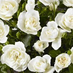 'Palace Kailani' Patio Shrub Rose -Plant Seeds Store Kailani Palace Poulpal038 N