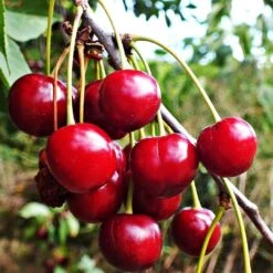 'Karina' Cherry Tree 7 'Karina' Cherry Tree -Plant Seeds Store Karina 2