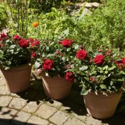 'Parade Karla' Patio Shrub Rose -Plant Seeds Store Karla Parade Poulpar129 N 3