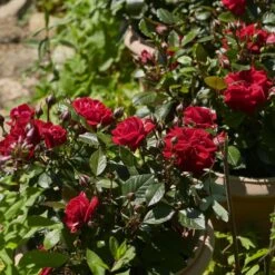 'Parade Karla' Patio Shrub Rose -Plant Seeds Store Karla Parade Poulpar129 N 4