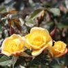 'Laura Ford' Patio Climbing Rose