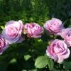 'Lavender Ice' Patio Shrub Rose -Plant Seeds Store Lavender Ice 4 1