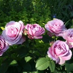 'Lavender Ice' Patio Shrub Rose