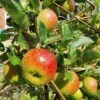 'Lord Lambourne' Apple Tree -Plant Seeds Store LordLambourne 1