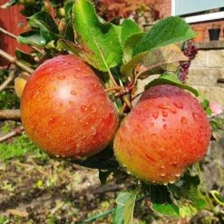 'Lord Lambourne' Apple Tree 8 'Lord Lambourne' Apple Tree -Plant Seeds Store LordLambourne 2