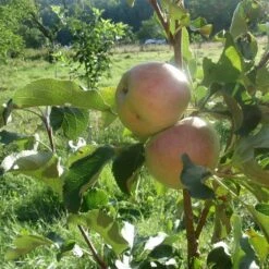 'Lord Lambourne' Apple Tree 9 'Lord Lambourne' Apple Tree -Plant Seeds Store LordLambourne 3