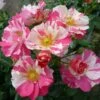 'Mind Games' Floribunda Rose -Plant Seeds Store MIND GAMES Dickylie 6f7da30d 751d 40bf a5ac 4eef126b2d17