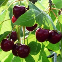 Cross-Pollinating Cherry Collection | Kordia, Merchant & Regina 14 Cross-Pollinating Cherry Collection | Kordia, Merchant & Regina -Plant Seeds Store Merchant 1 da11aedf af02 4eb3 8379 2cbfad0ef36a