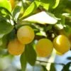 'Mirabelle Golden Sphere' Plum Tree -Plant Seeds Store Mirabelle 1