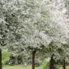 'Montreal Beauty' Crabapple Tree -Plant Seeds Store Montreal 1