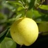 '20th Century' Japanese Pear Tree | Nashi Pear 2 '20th Century' Japanese Pear Tree | Nashi Pear -Plant Seeds Store Nijisseiki 1