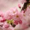 Kurilensis Ruby' Cherry Blossom Tree | Prunus Nipponica 2 Kurilensis Ruby' Cherry Blossom Tree | Prunus Nipponica -Plant Seeds Store Nipponica 1